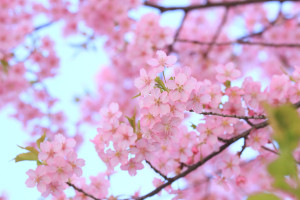ピンクの河津桜