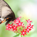 クローズアップ写真「蝶の世界」ジャコウアゲハ