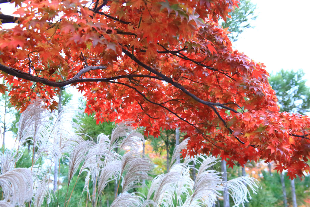 京都「源光庵」紅葉とススキ