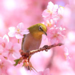 「四季の風景」河津桜に埋もれるメジロ