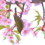 「四季の風景」絵になる桜とメジロのワンショット