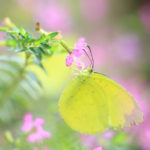 クローズアップ写真「蝶の世界」タイワンキチョウ