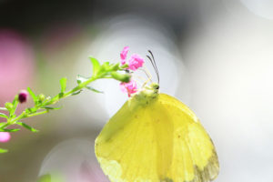多摩動物公園「昆虫生態園の蝶」タイワンキチョウ