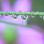 クローズアップ写真「ボケ効果美しい花風景」水滴に映えるコスモス