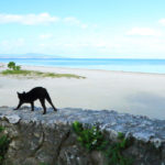 八重山諸島「竹富島」ビーチに憩う黒猫