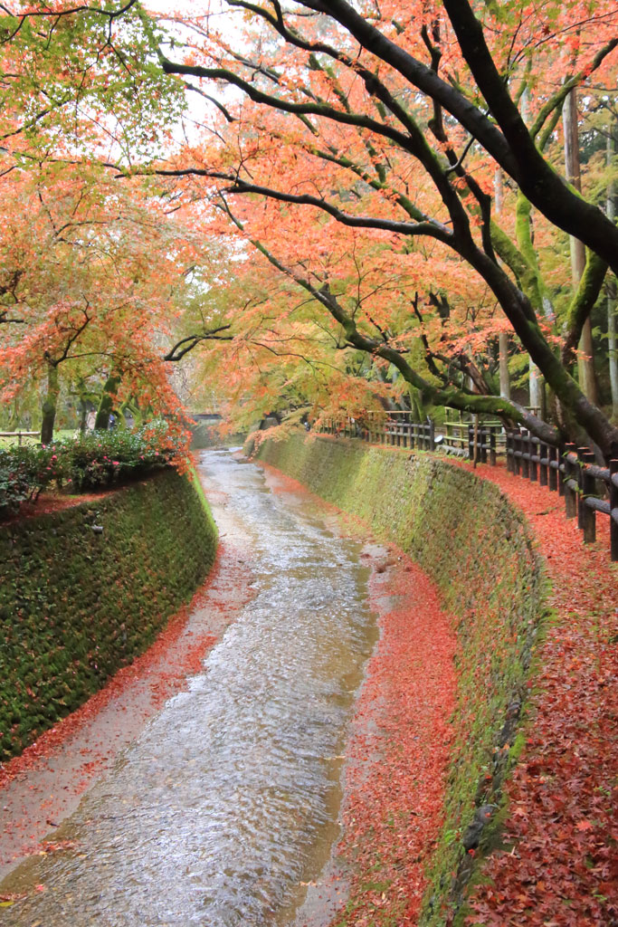 京都「北野天満宮」紙屋川の紅葉の絨毯