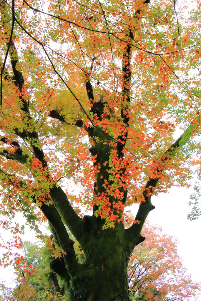 京都「北野天満宮」モミジの大木