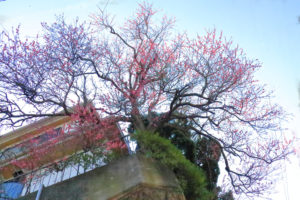 青空に映える紅梅の大樹