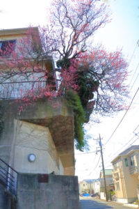 住宅街の紅梅の大樹